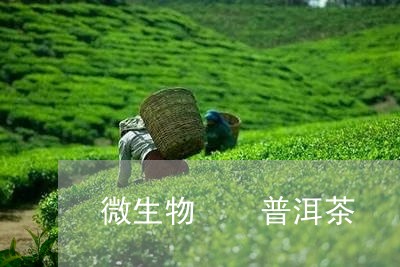 微生物  普洱茶/2023041080517